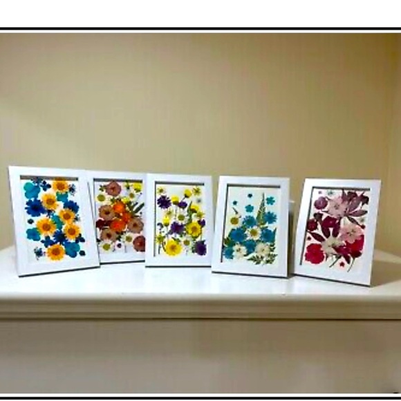 Pressed Flowers real flowers.5pcs - Picture 1 of 6